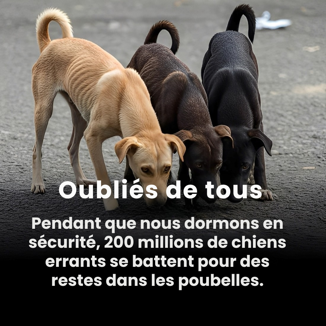 PAWELO™ – Le bracelet qui nourrit 10 chiens abandonnés à chaque achat – Montrez votre impact en 30 secondes par jour