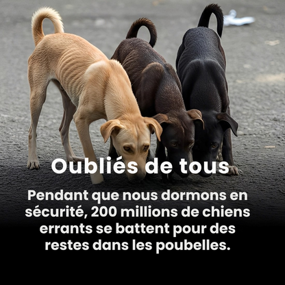 PAWELO™ – Le bracelet qui nourrit 10 chiens abandonnés à chaque achat – Montrez votre impact en 30 secondes par jour