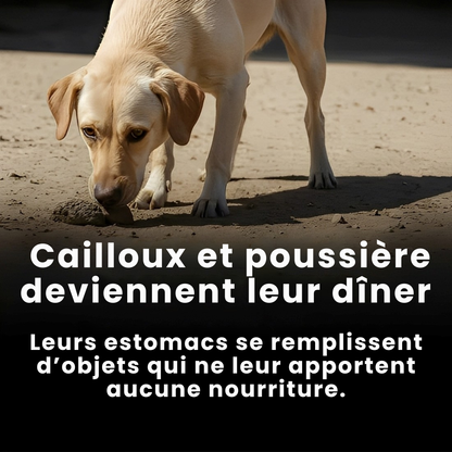 PAWELO™ – Le bracelet qui nourrit 10 chiens abandonnés à chaque achat – Montrez votre impact en 30 secondes par jour