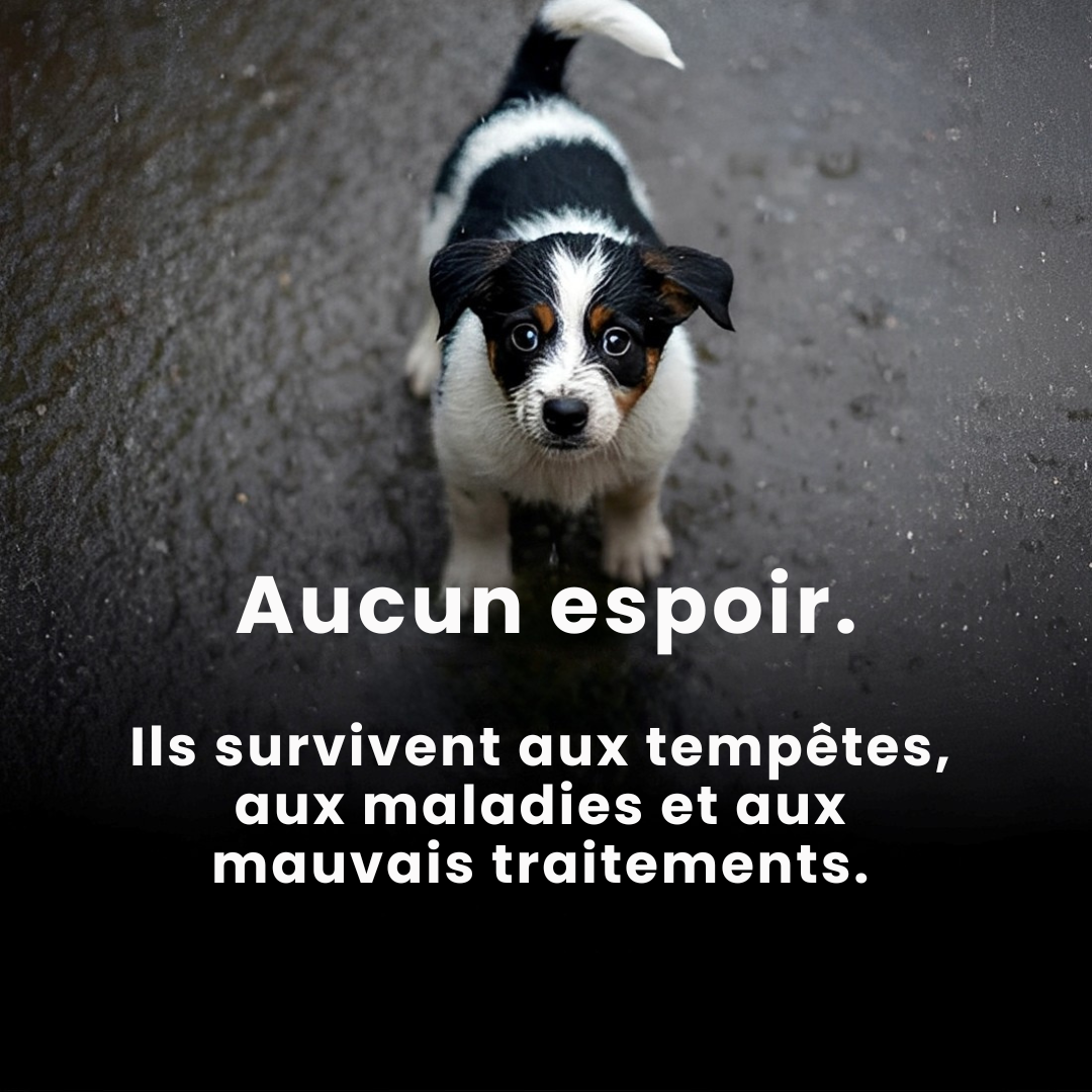 PAWELO™ – Le bracelet qui nourrit 10 chiens abandonnés à chaque achat – Montrez votre impact en 30 secondes par jour