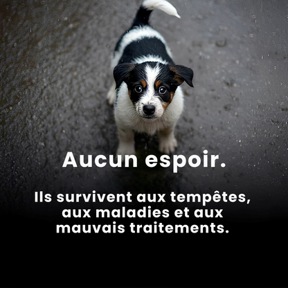 PAWELO™ – Le bracelet qui nourrit 10 chiens abandonnés à chaque achat – Montrez votre impact en 30 secondes par jour